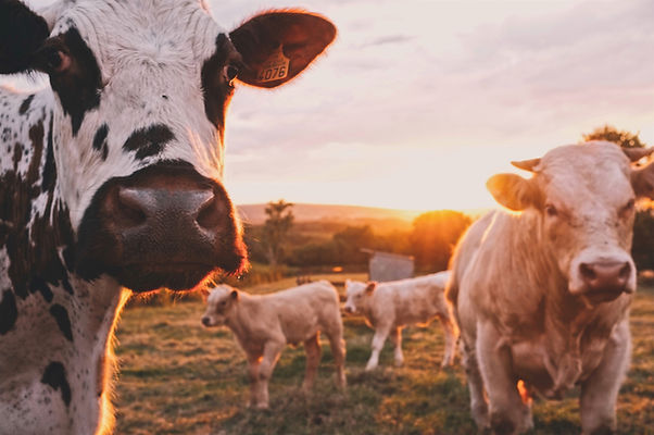 Cows Animal Welfare