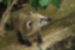 Parque Coati - Mangrove cleanup