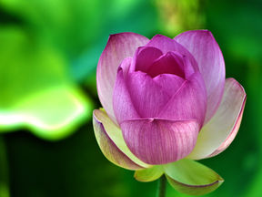 Kantaka e o fio de Aranha - um conto Zen