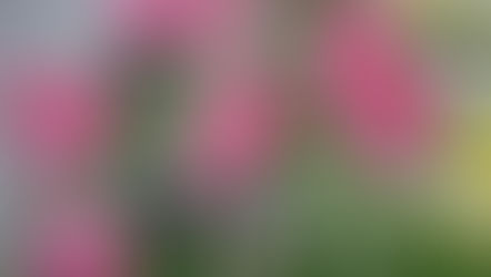 Living in Seasonal Rhythm: A Simpler Way to Shape Your Days