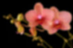 May meeting - Phal species for home