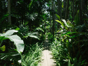Botanical Blends for Mental and Emotional Wellbeing Revisited