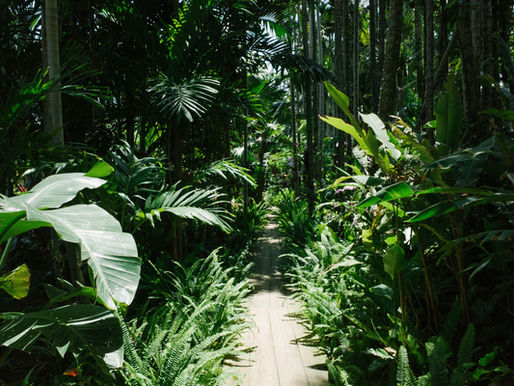 Unlearning nature \ A conversation with Banu Subramaniam and Connor Butler