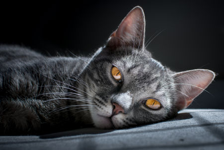 Keeping an Eye on FIP: What Cat Owners Should Track Daily