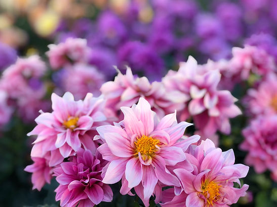 Image by Yusuf Baydal