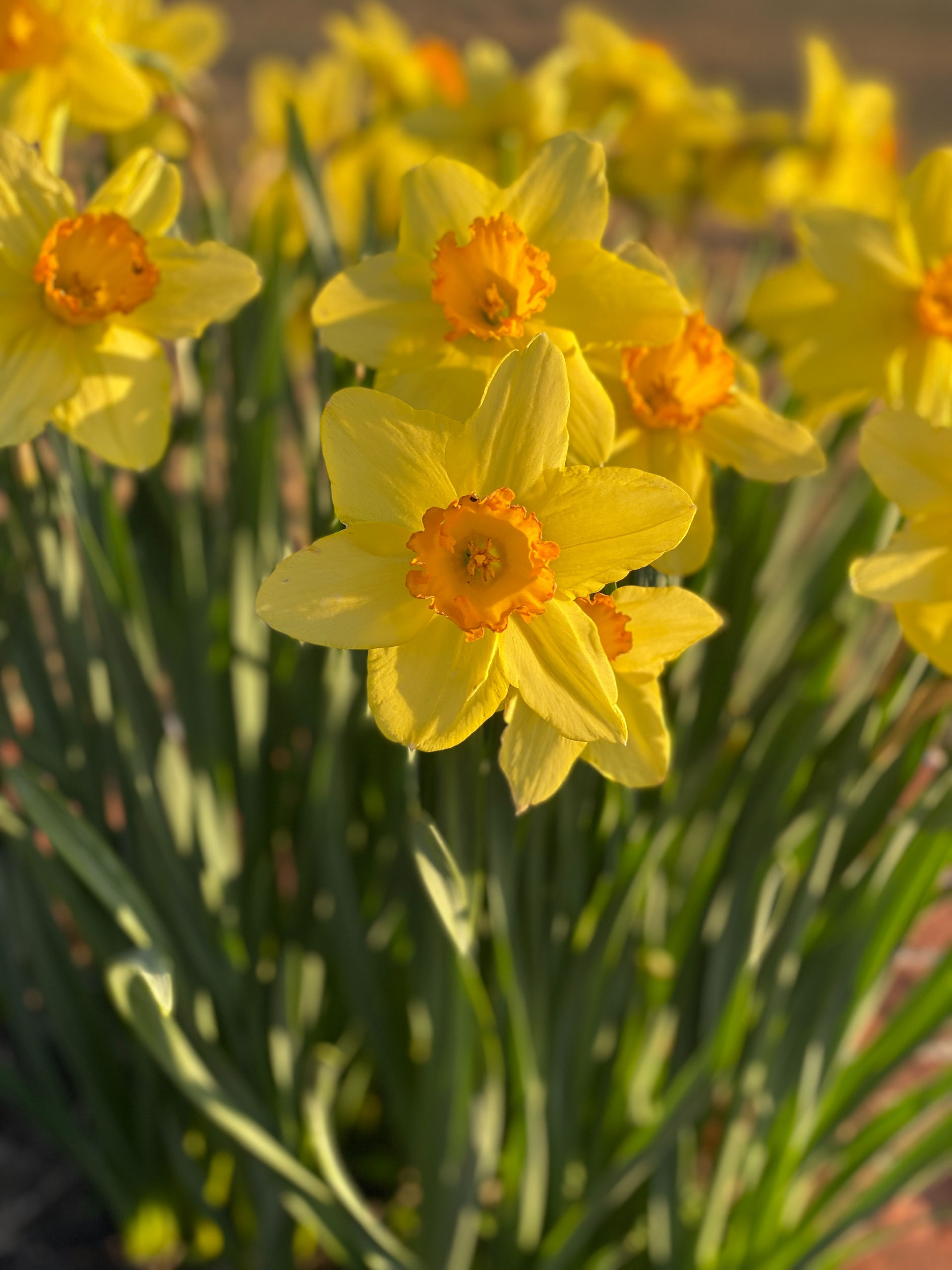 yellow flowers with orange centers