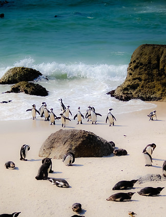 Image by Casey Allen