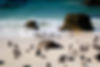 plage d'Afrique du Sud avec des manchots