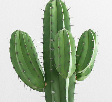 Image by Alex Furgiuele