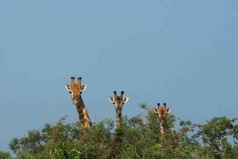 Image by Vincent van Zalinge