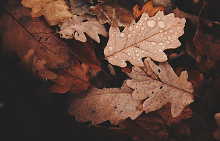 Image by Daniel Frank