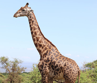 Image by Sofia Zubiria