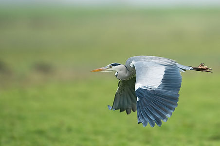 Image by Vincent van Zalinge