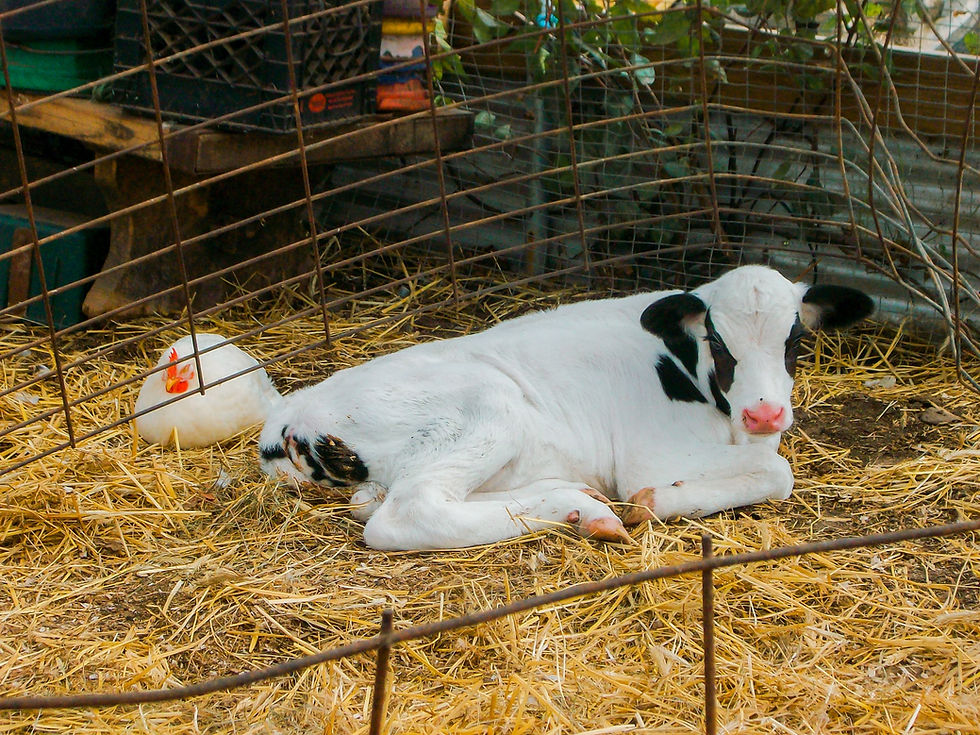 Animal Characteristics & Behaviors with Sand Creek & The Urban Farm