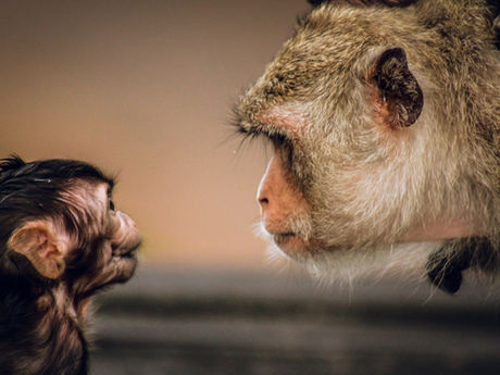 The Chimp Paradox - Steve Peters