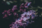 Image by Kelly Sikkema