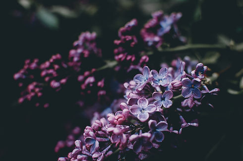 Image by Kelly Sikkema