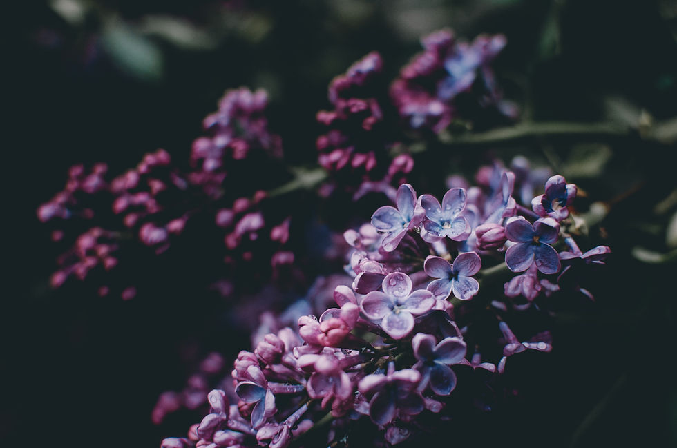 Image by Kelly Sikkema