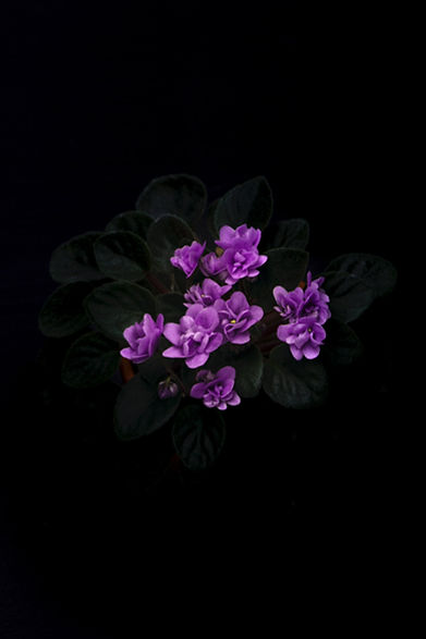 Image by Dejan Zakic