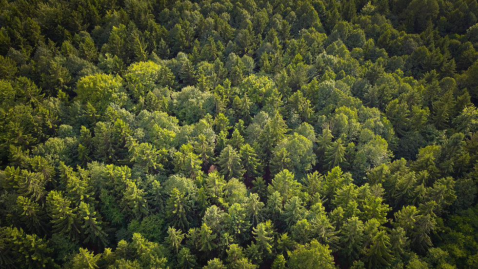 Image by Raphaël Biscaldi