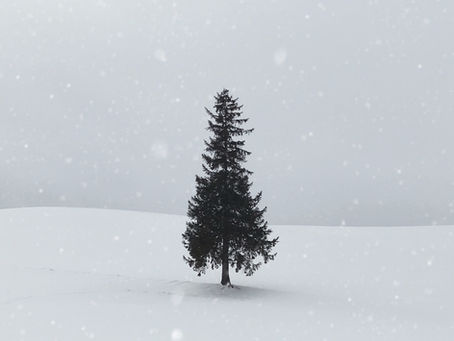 Boys & Girls Clubs of Miami-Dade to Open its 2021 Christmas Tree Lot on Nov. 22