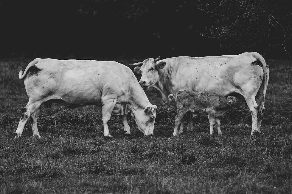 Image by Zohra Elmes
