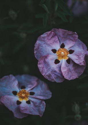 Image by Tim Mossholder