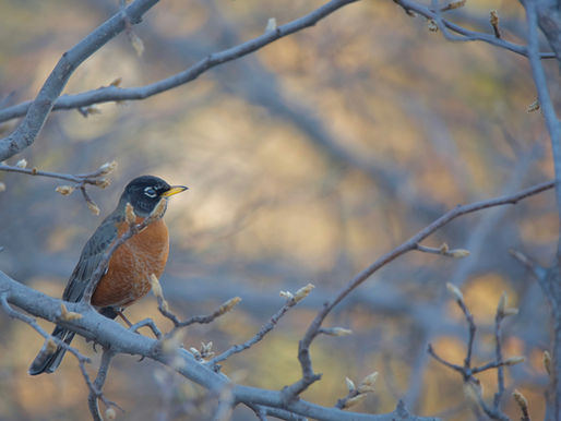 The secret songs of birds (and humans)