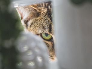 chat qui se cache, comportement félin, stress du chat, anxiété du chat, douleur chez le chat, maladie du chat, chat âgé, chat peur, chat stressé, cachette chat, refuge chat, téléconsultation vétérinaire, téléconseil vétérinaire, télémédecine vétérinaire, vétérinaire à domicile, televet, comportement chat, raisons isolement chat, santé féline, douleur féline, signes maladie chat, chat se cache soudainement, comment aider chat, environnement chat, ennui chat, phéromones chat, comportement anormal chat, diagnostic vétérinaire, consultation en ligne chat