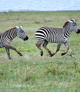Image du Lac Nakuru