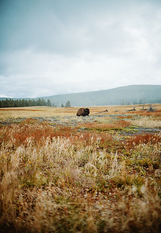 Image by Evan Wise