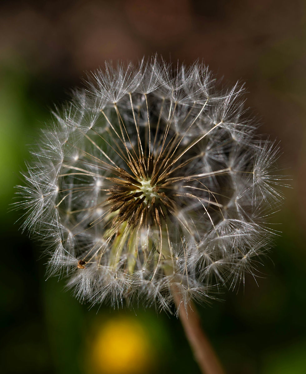 Picture of seeds