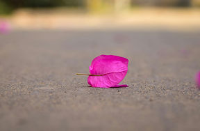 pink leaf