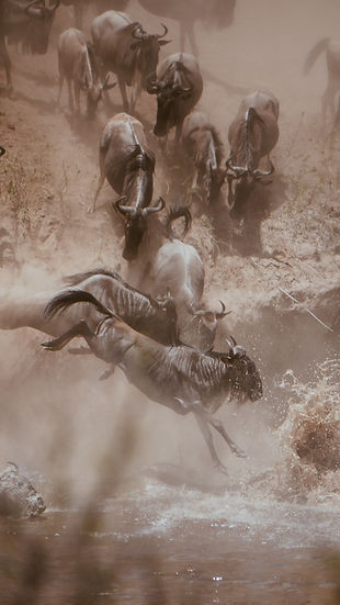 wildebeest jumping into the mara river during a 6 Days migaration Safari
