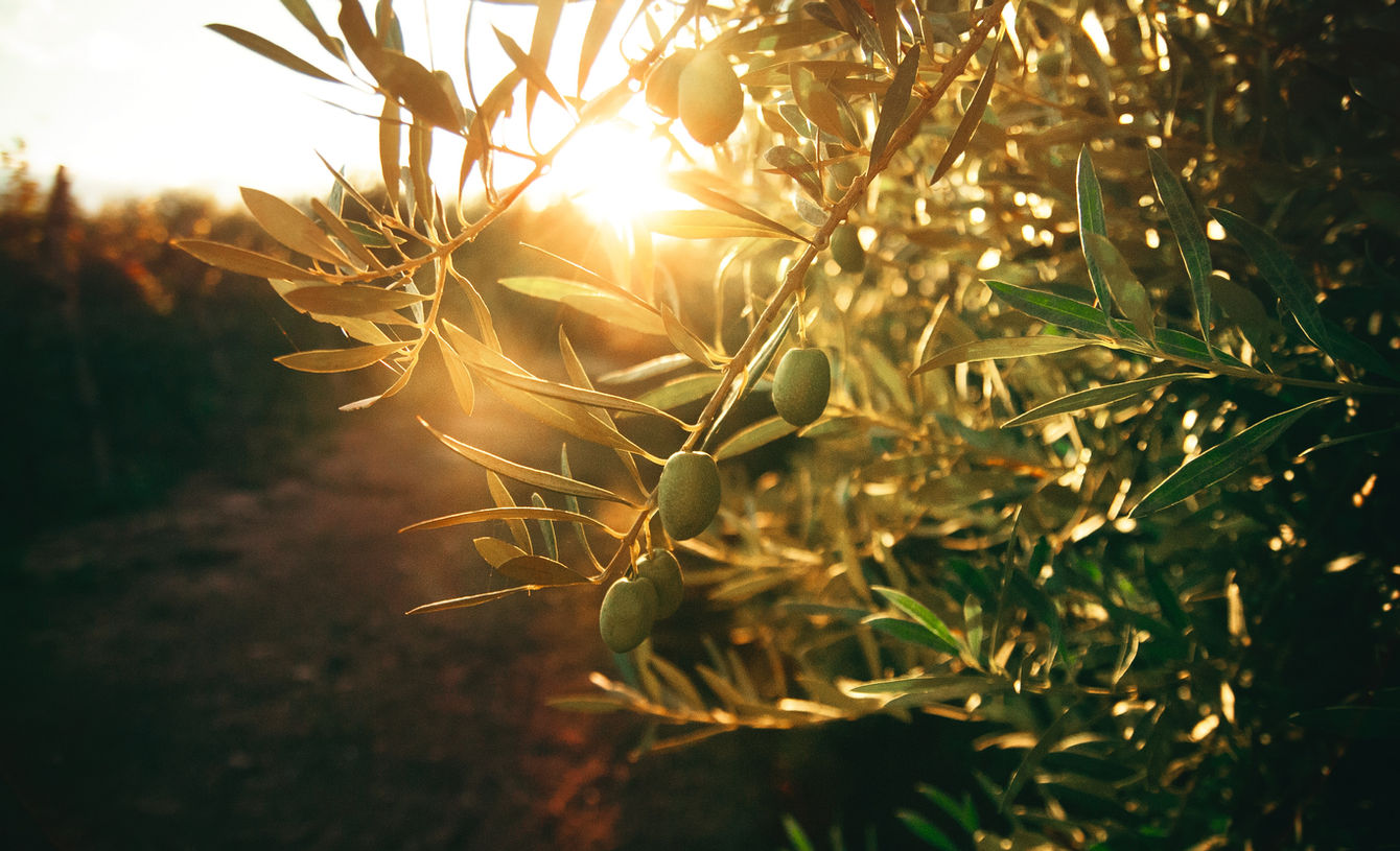 Uliveto, Salento Puglia