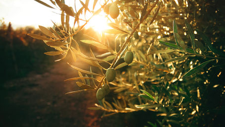 Come riconoscere un vero olio extravergine di oliva