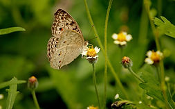 Butterfly's Tanzania Safaris