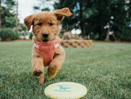 Puppy Socialization: Introducing Your Pup to Various Environments