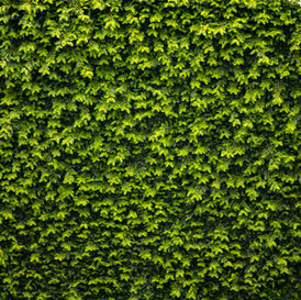 plants living walls