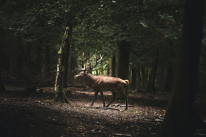 Image by Bruno Kelzer