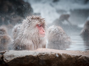 Image by Fumiaki Hayashi