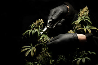 Premium Cannabis