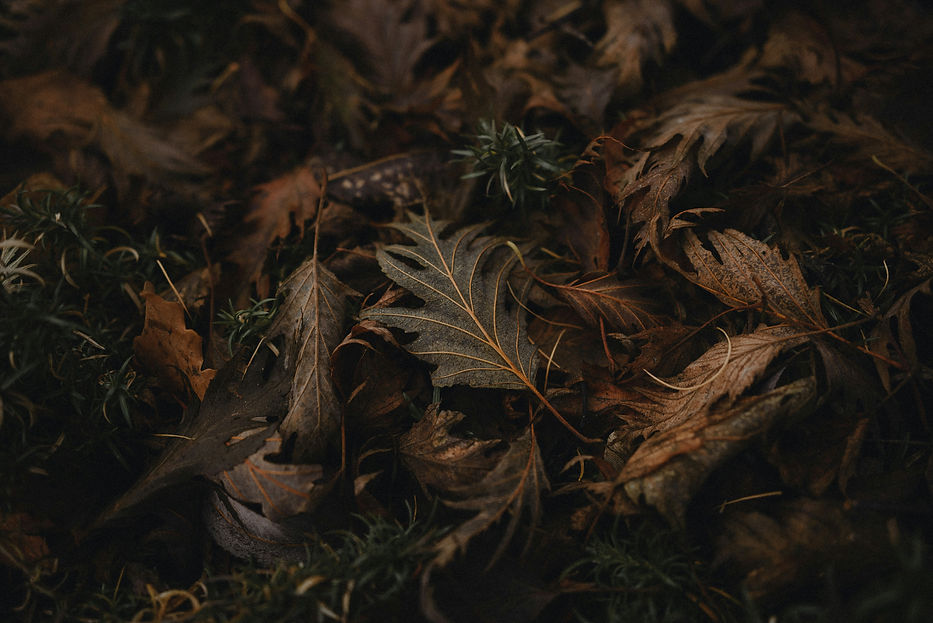 Image by Vasilina Sirotina