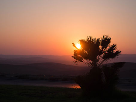 La fioritura del deserto del Negev può essere un problema