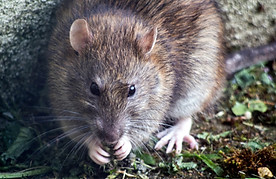 Rat qui mange