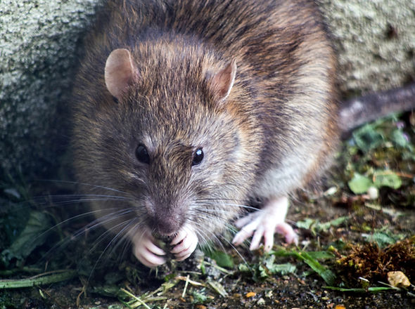 Mice And Rodent Control