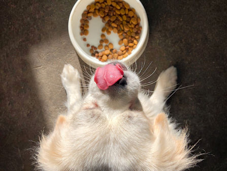 Gezonde voeding voor honden