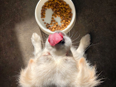 Gezonde voeding voor honden