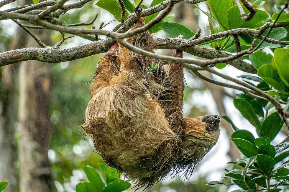 What Sustainable Travel Actually Means When You're Planning a Costa Rica Trip