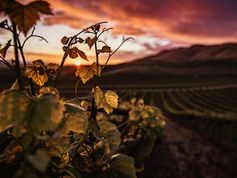 Départ en voyage : A la découverte des vignobles du monde
